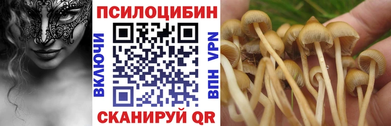 дарнет шоп  Славгород  Псилоцибиновые грибы мицелий 